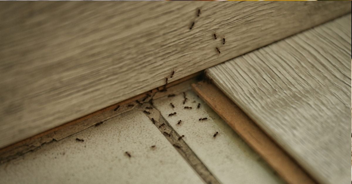 Ameisen verjagen