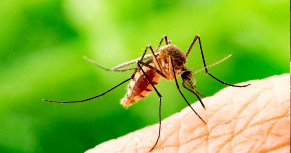 Wie man Mücken loswird