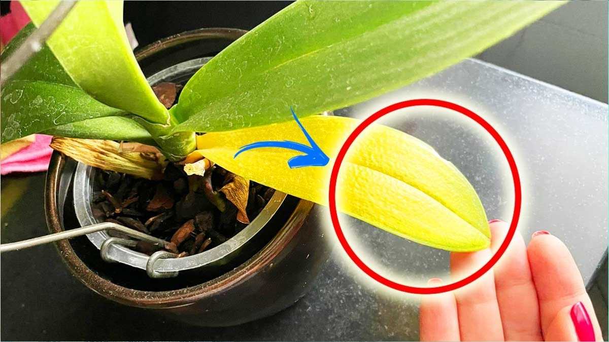 Warum werden Orchideenblätter gelb?