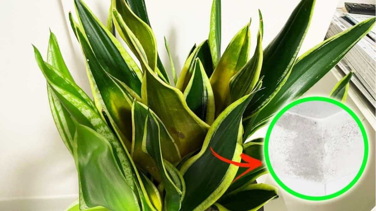 Welche Pflanzen helfen gegen Schimmel? die beste Zimmerpflanzen als Luftreiniger