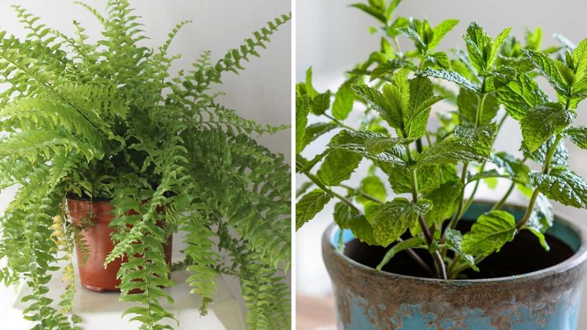 10 Pflanzen, die Feuchtigkeit absorbieren und Schimmel an den Wänden verhindern