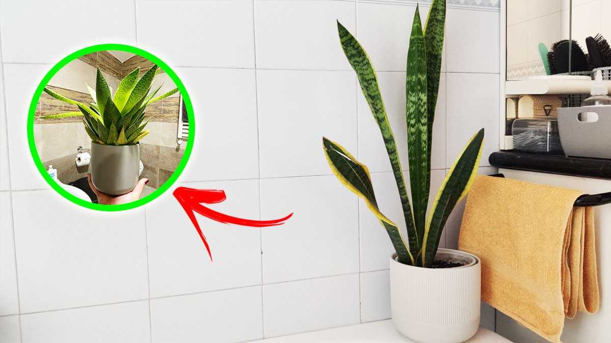 7 Pflanzen verschönern das Badezimmer und beugen Schimmel vor