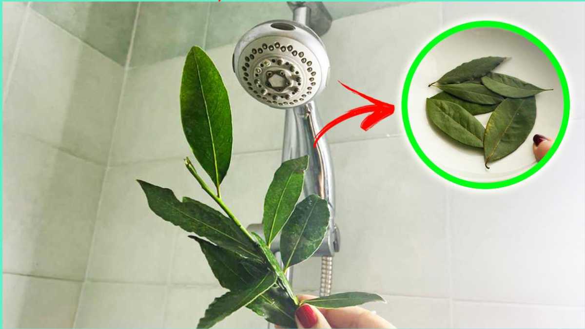 Einen Lorbeerzweig in die Dusche stellen, um sie zu parfümieren und zu erfrischen