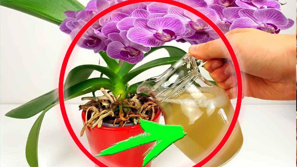 Sofortige und üppige Blüte, verwenden Sie dies auf Ihre Pflanzen: es ist viel mächtiger als Wasser!