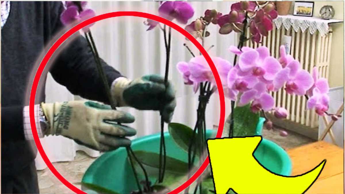 Orchideen blüht nicht, Gärtner bringt sie in 14 Tagen zum Blühen | Lösen diese Substanz im Wasser, bevor gießen!
