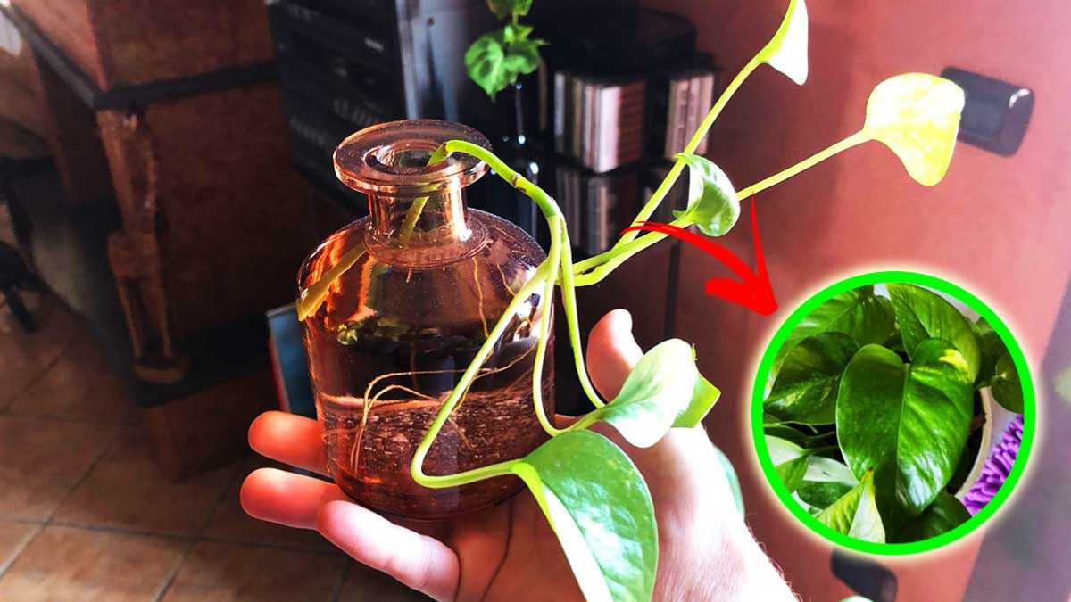 Zaubern Sie ein grünes Paradies: Pothos-Zucht im Handumdrehen in Flasche oder Gefäß