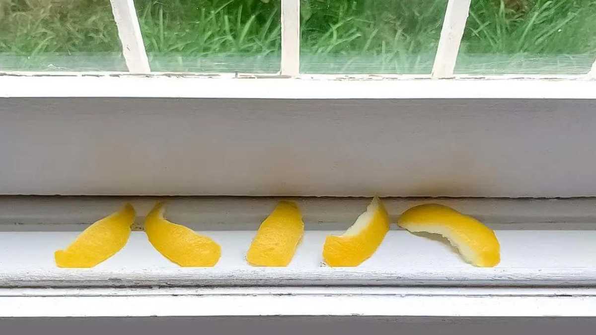 Zitronenspalte auf der Fensterbank: Mücken mit Düften abwehren